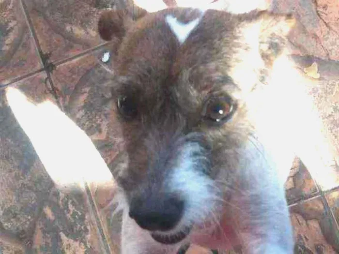 Cachorro ra a Sem raça idade 4 anos nome Alaska