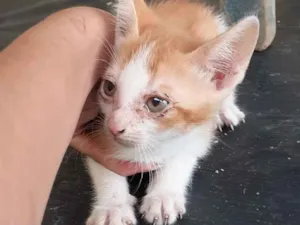 Gato raça gato de pelo curto idade 2 a 6 meses nome Filhotes