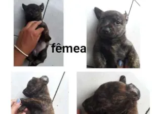 Cachorro raça SRD-ViraLata idade Abaixo de 2 meses nome Anita