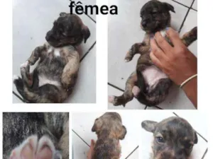 Cachorro raça SRD-ViraLata idade Abaixo de 2 meses nome Sem nome