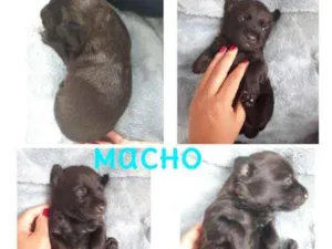 Cachorro raça SRD-ViraLata idade Abaixo de 2 meses nome Negão