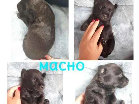 Cachorro ra a SRD-ViraLata idade Abaixo de 2 meses nome Negão