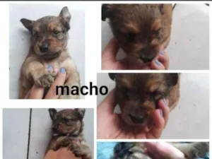 Cachorro raça SRD-ViraLata idade Abaixo de 2 meses nome Sem nome