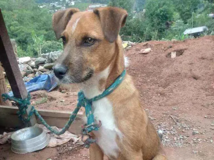 Cachorro ra a Vira Lata idade 2 a 6 meses nome Kalah