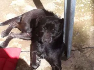 Cachorro raça SRD-ViraLata idade 3 anos nome Patrícia