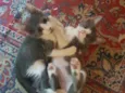 Belinha, Lulu, Zulu,