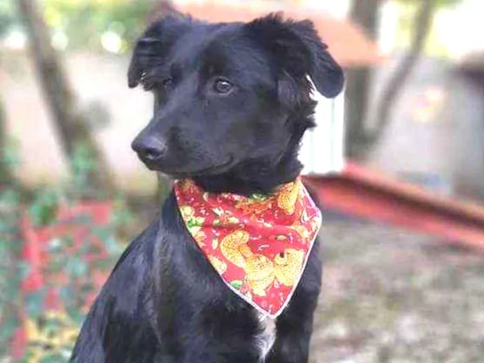 Cachorro ra a SRD-ViraLata idade 2 a 6 meses nome Zara