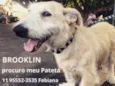 Pateta