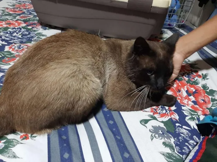 Gato raça Sem Raça Definida idade 3 anos nome Sem nome
