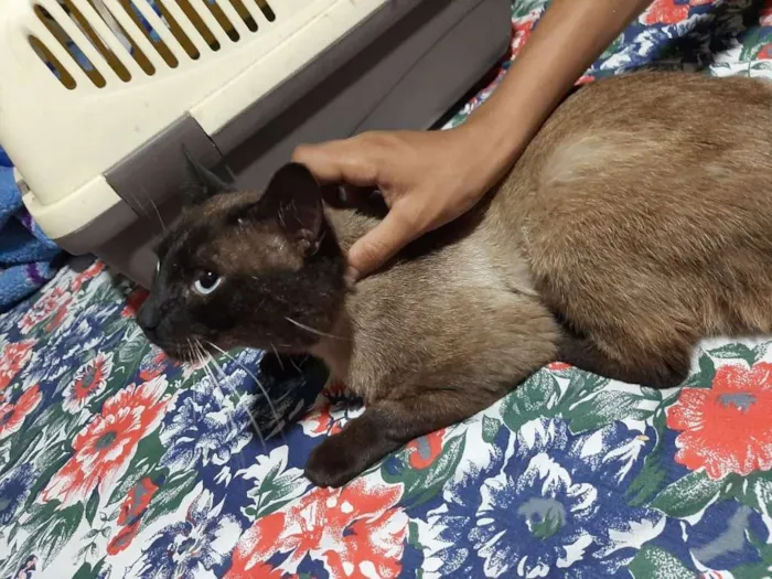 Gato raça Sem Raça Definida idade 3 anos nome Sem nome