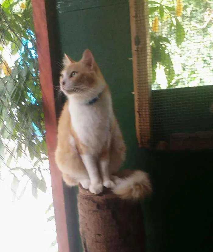 Gato ra a SRD idade 2 anos nome Nikolau
