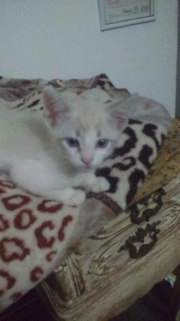 Gato ra a Siames idade 2 a 6 meses nome Plinio