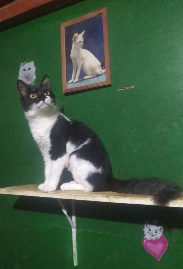 Gato ra a SRD idade 2 a 6 meses nome Bambam