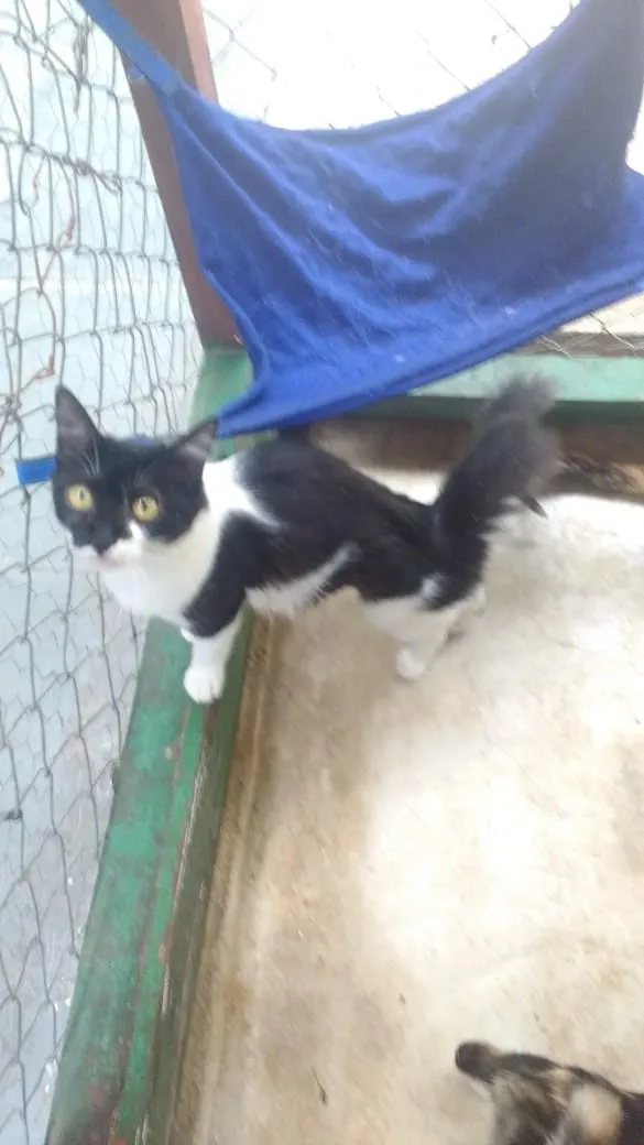 Gato ra a SRD idade 2 a 6 meses nome Bambam