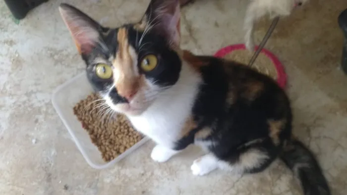 Gato ra a SRD idade 2 a 6 meses nome Elen
