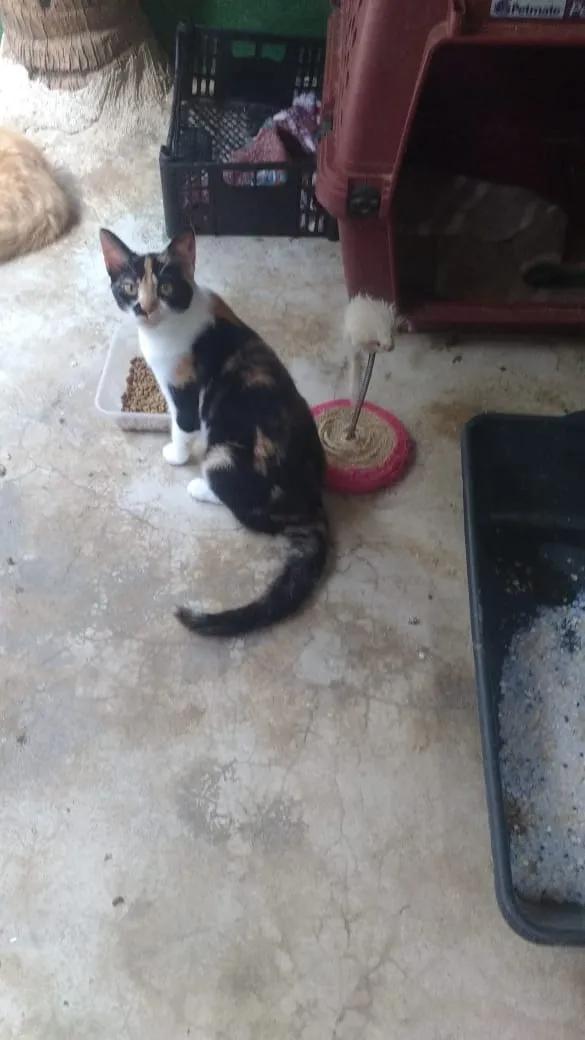 Gato ra a SRD idade 2 a 6 meses nome Elen