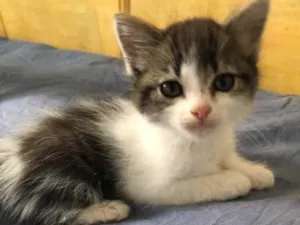 Gato raça Srd idade Abaixo de 2 meses nome May
