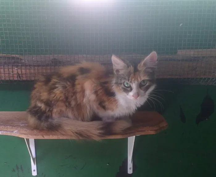 Gato ra a SRD idade 2 a 6 meses nome Paloma