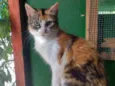 Paloma