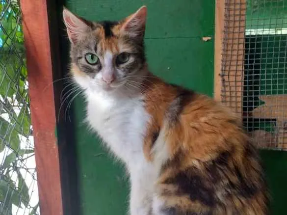 Gato ra a SRD idade 2 a 6 meses nome Paloma