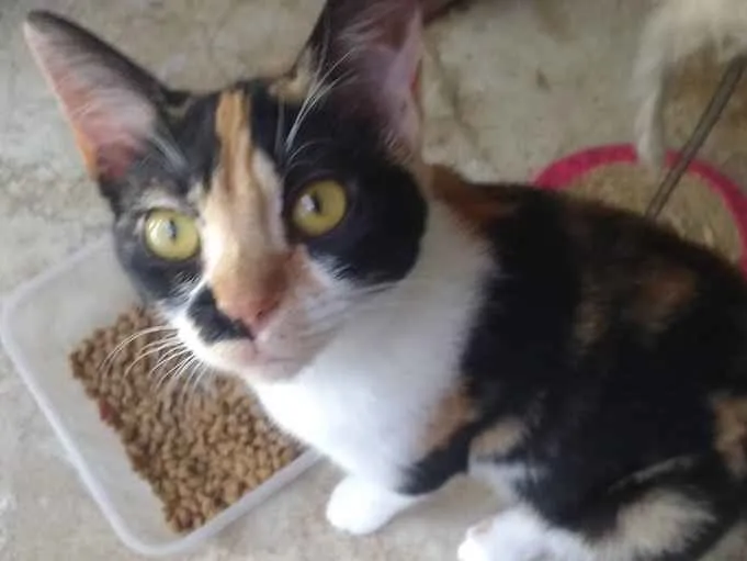 Gato ra a SRD idade 2 a 6 meses nome Elen