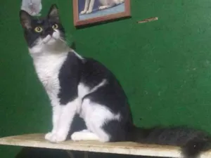 Gato raça SRD idade 2 a 6 meses nome Bambam