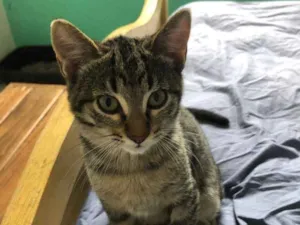 Gato raça Srd idade 2 a 6 meses nome Hana