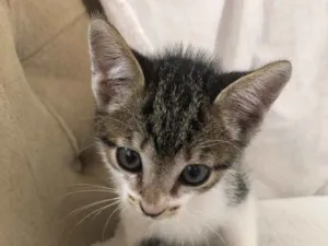 Gato raça Srd idade Abaixo de 2 meses nome Tito
