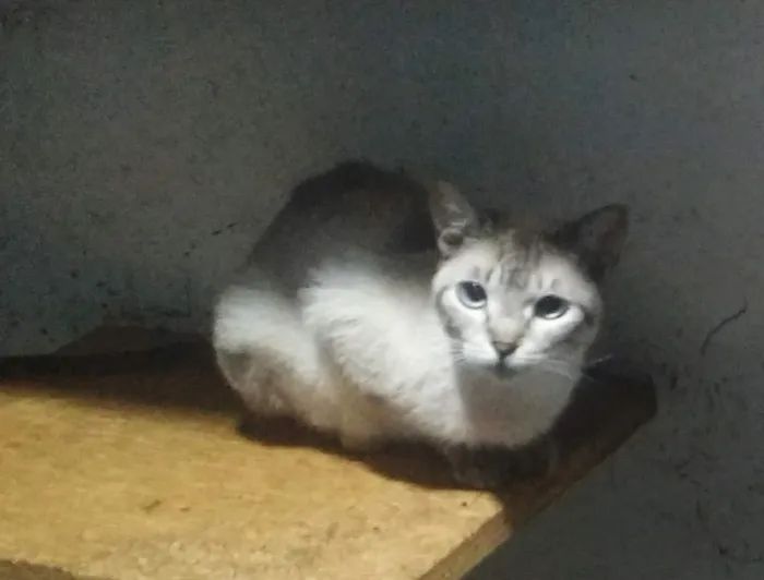 Gato ra a Siames idade 2 anos nome Radija