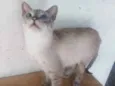 Radija