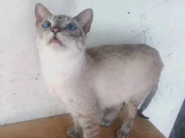 Gato ra a Siames idade 2 anos nome Radija