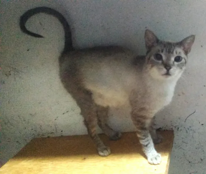Gato ra a Siames idade 2 anos nome Radija