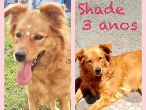 Cachorro raça Srd idade 3 anos nome Shade