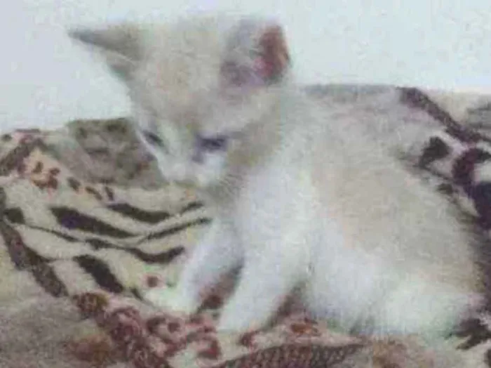 Gato ra a Siames idade 2 a 6 meses nome Plinio