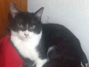 Gato raça Srd idade 2 a 6 meses nome Pandora
