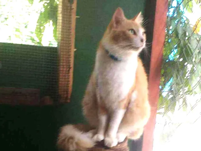 Gato ra a SRD idade 2 anos nome Nikolau
