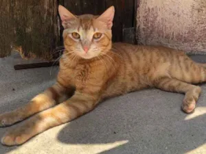Gato raça Srd idade 7 a 11 meses nome Lelo
