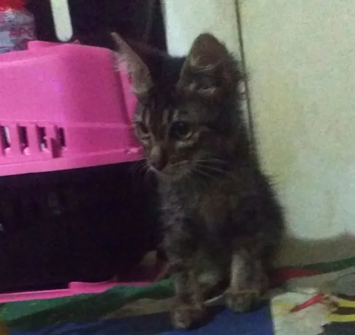 Gato ra a SRD idade 2 a 6 meses nome Mafalda