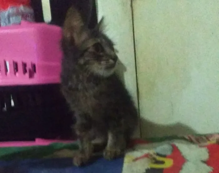 Gato ra a SRD idade 2 a 6 meses nome Mafalda