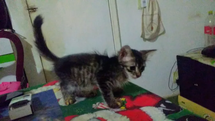 Gato ra a SRD idade 2 a 6 meses nome Mafalda