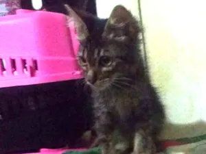Gato raça SRD idade 2 a 6 meses nome Mafalda