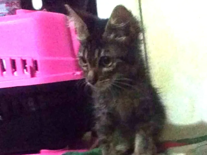 Gato ra a SRD idade 2 a 6 meses nome Mafalda