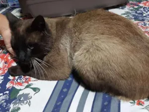Gato raça Sem Raça Definida idade 3 anos nome Sem nome