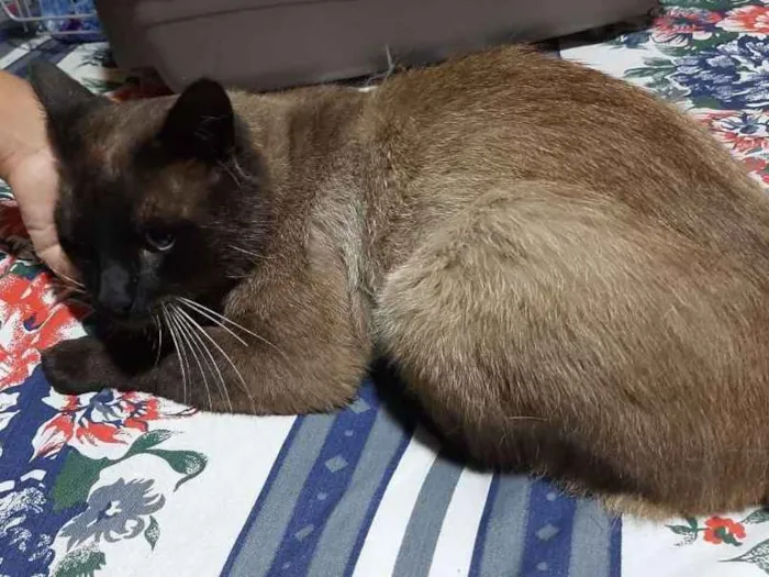 Gato raça Sem Raça Definida idade 3 anos nome Sem nome