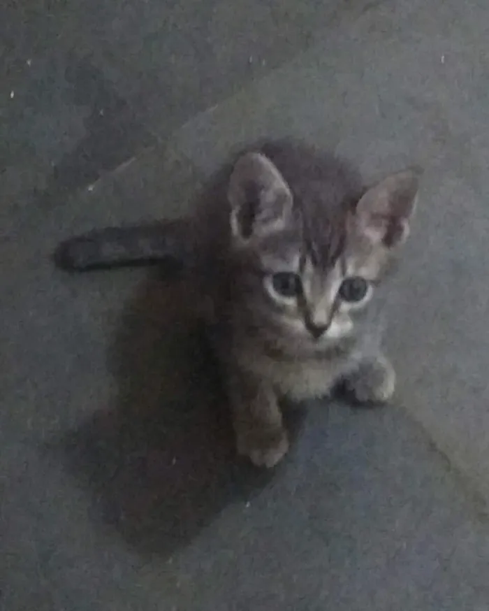 Gato ra a SRD idade 2 a 6 meses nome Ana Julia