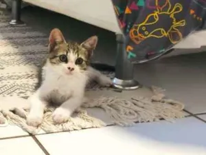 Gato raça SRD-ViraLata idade 2 a 6 meses nome Nori