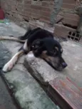 Negão 