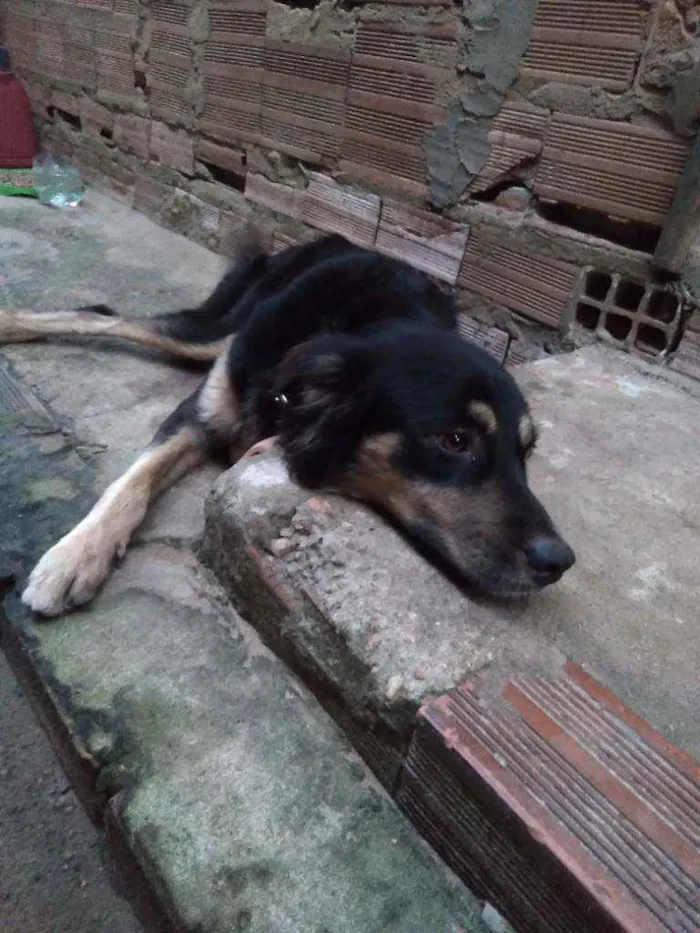 Cachorro raça Vira lata  idade 2 anos nome Negão 