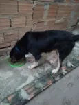Negão 