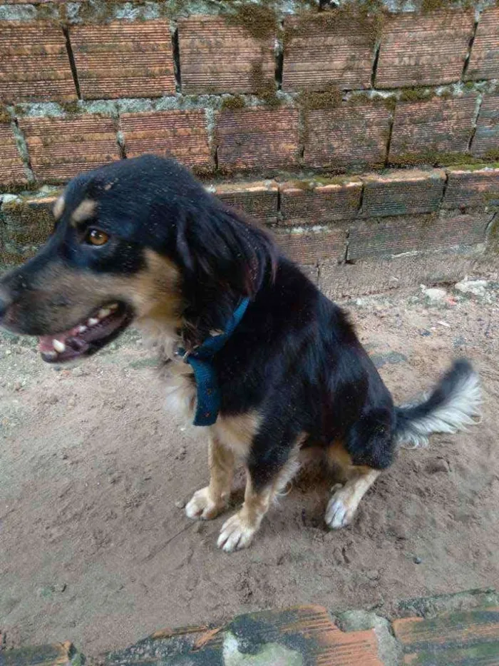 Cachorro raça Vira lata  idade 2 anos nome Negão 